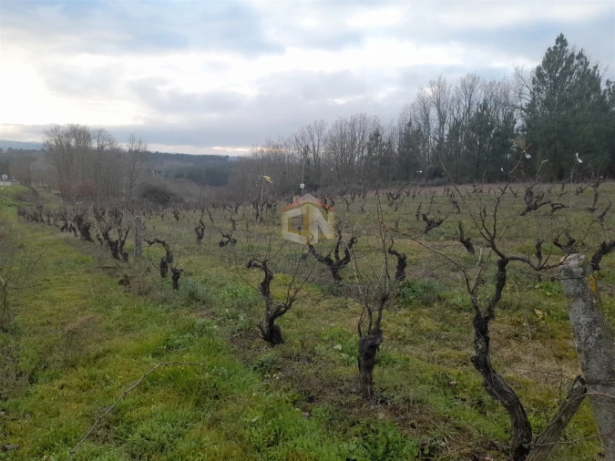 Terreno para Venda em Sabugal e Aldeia de Santo António Foto 7