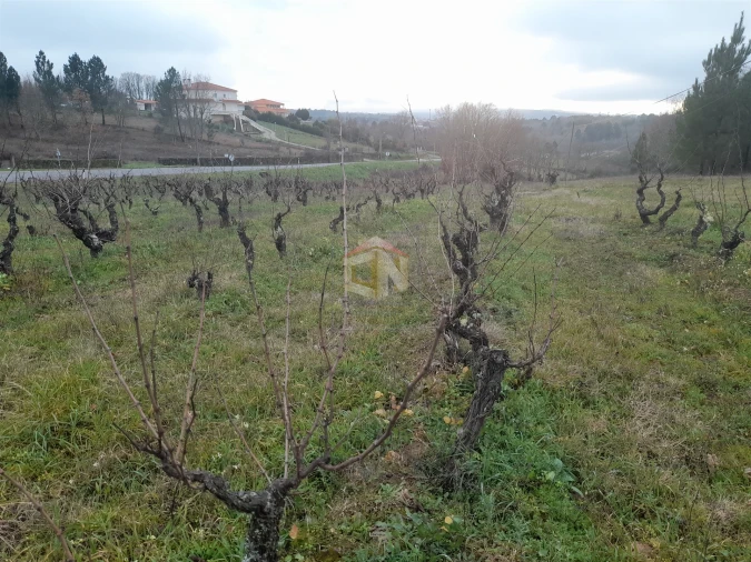 Terreno para Venda em Sabugal e Aldeia de Santo António Foto 4
