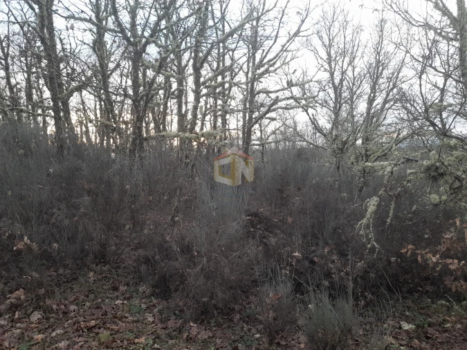Terreno para Venda em Sabugal e Aldeia de Santo António Foto 14