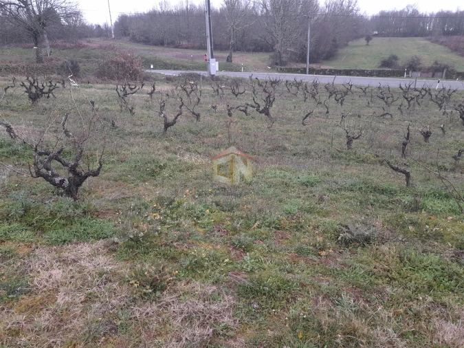 Terreno para Venda em Sabugal e Aldeia de Santo António Foto 6