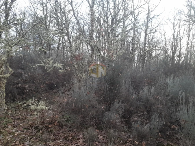 Terreno para Venda em Sabugal e Aldeia de Santo António Foto 15