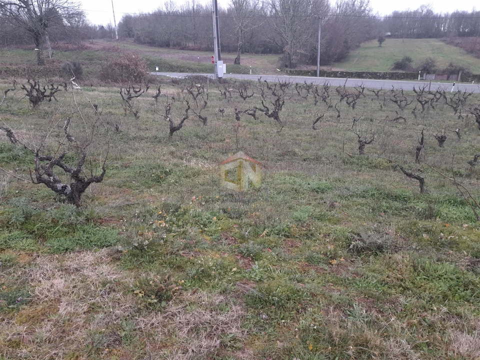 Terreno para Venda em Sabugal e Aldeia de Santo António Foto 6