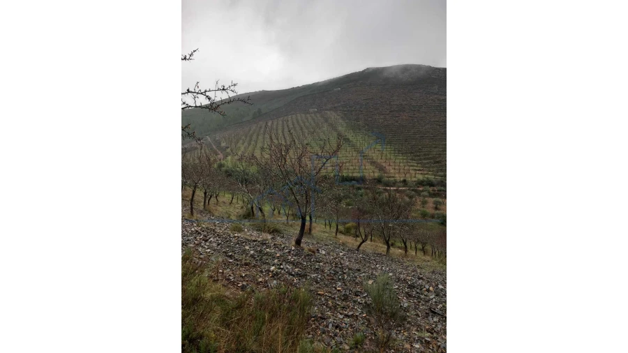 Quinta T0 para Venda em Carviçais Foto 7