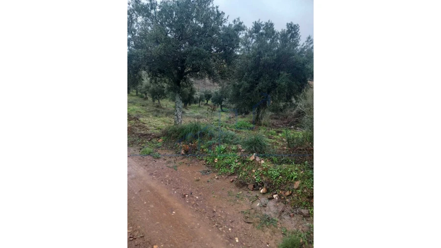 Quinta T0 para Venda em Carviçais Foto 13