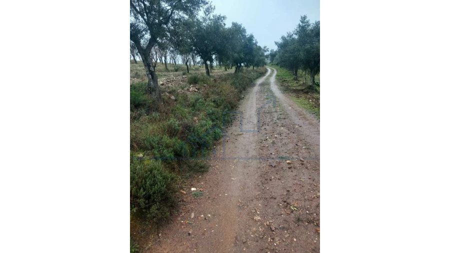 Quinta T0 para Venda em Carviçais Foto 12