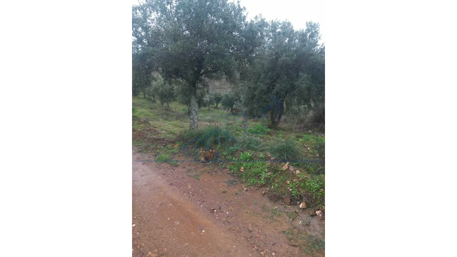 Quinta T0 para Venda em Carviçais Foto 15