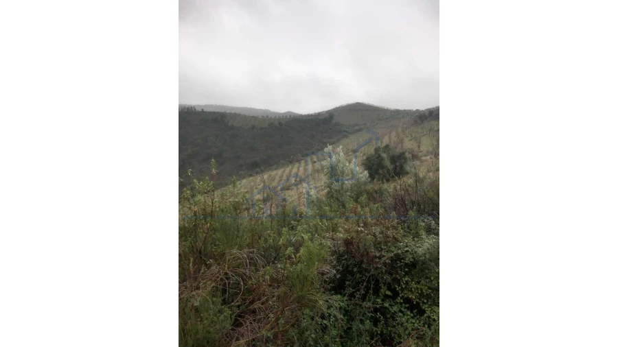 Quinta T0 para Venda em Carviçais Foto 6