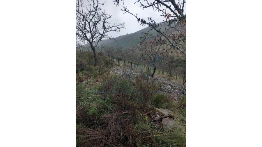 Quinta T0 para Venda em Carviçais Foto 8