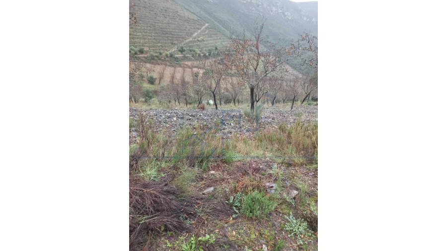 Quinta T0 para Venda em Carviçais Foto 4