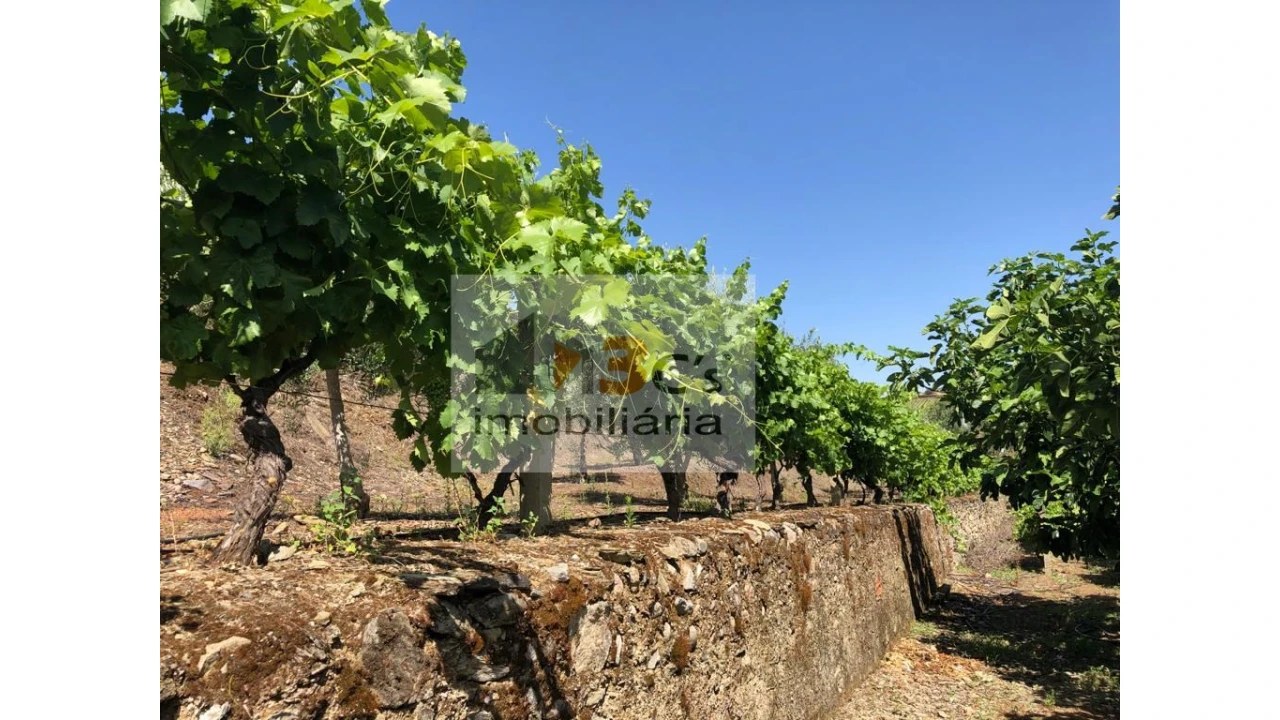 Quinta para Venda em Torre de Moncorvo Foto 14