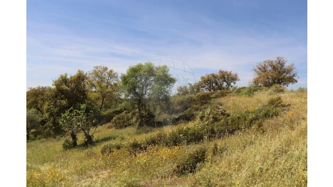 Terreno para Venda em Melides