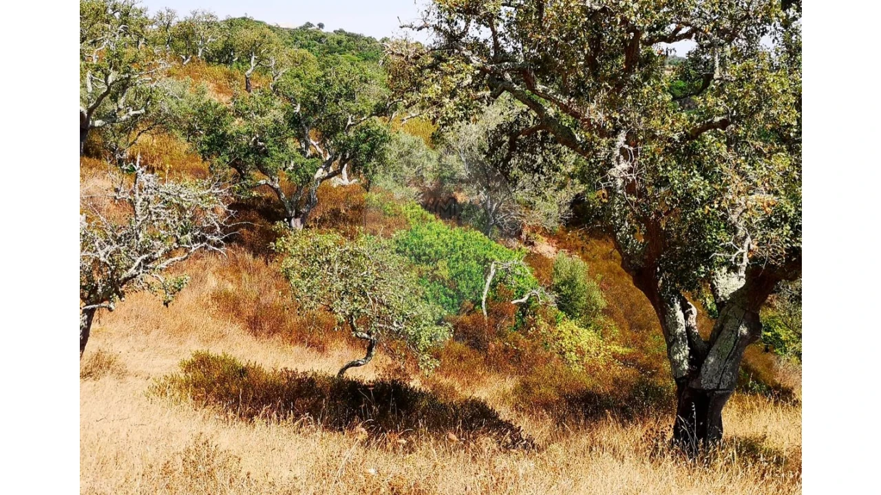 Terreno para Venda em Melides Foto 19