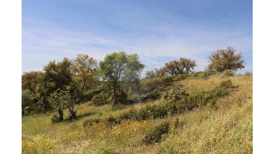 Terreno para Venda em Melides Foto 3