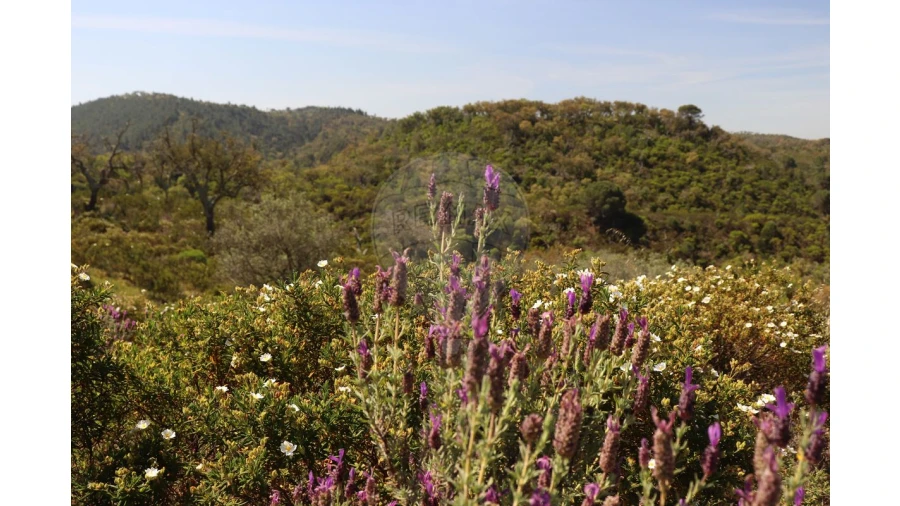 Terreno para Venda em Melides Foto 2