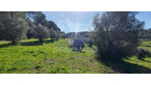 Terreno para Venda em Arneiro das Milhariças
