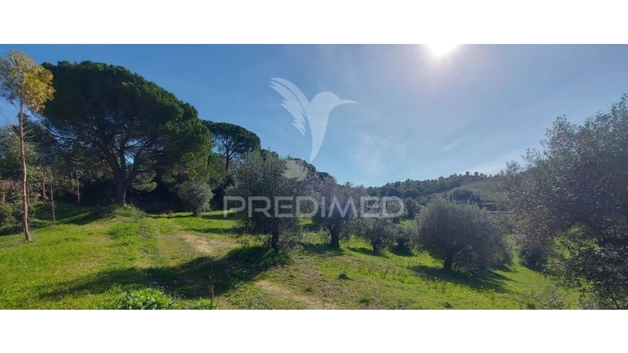 Terreno para Venda em Arneiro das Milhariças Foto 5