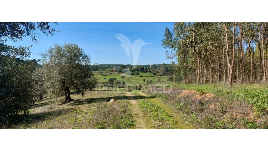 Terreno para Venda em Arneiro das Milhariças Foto 10