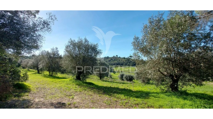 Terreno para Venda em Arneiro das Milhariças Foto 8