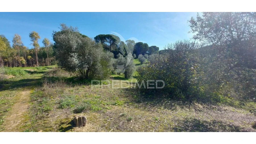 Terreno para Venda em Arneiro das Milhariças Foto 13