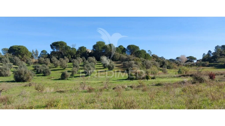 Terreno para Venda em Arneiro das Milhariças Foto 7