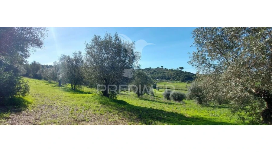 Terreno para Venda em Arneiro das Milhariças Foto 2