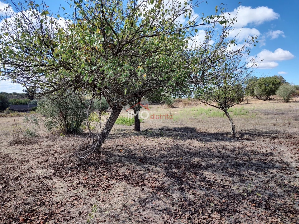 Terreno Agricola ou Rústico para Venda em Espírito Santo, Nossa Senhora da Graça e São Simão Foto 14
