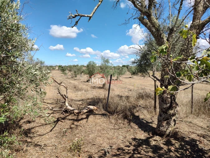 Terreno Agricola ou Rústico para Venda em Espírito Santo, Nossa Senhora da Graça e São Simão Foto 38