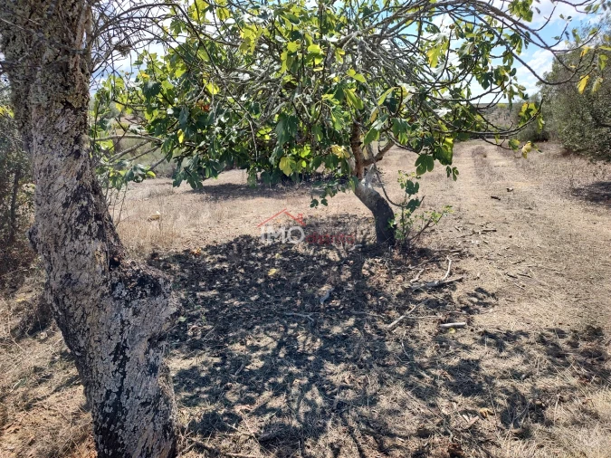 Terreno Agricola ou Rústico para Venda em Espírito Santo, Nossa Senhora da Graça e São Simão Foto 23