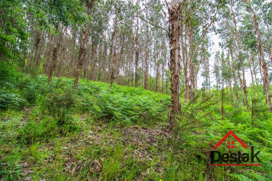 Terreno Agricola ou Rústico para Venda em São Pedro do Sul, Várzea e Baiões Foto 6