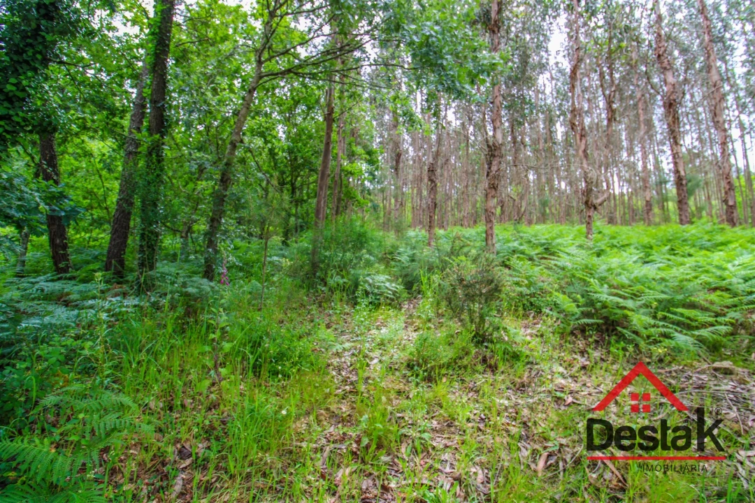 Terreno Agricola ou Rústico para Venda em São Pedro do Sul, Várzea e Baiões Foto 5