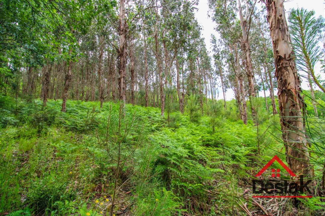 Terreno Agricola ou Rústico para Venda em São Pedro do Sul, Várzea e Baiões Foto 3