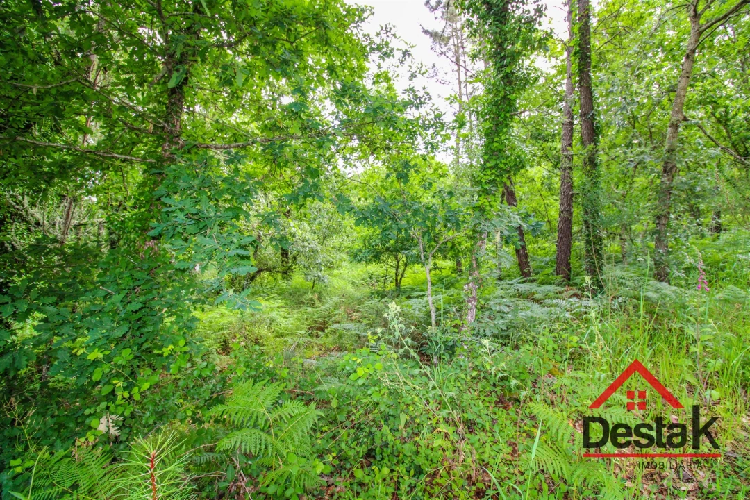 Terreno Agricola ou Rústico para Venda em São Pedro do Sul, Várzea e Baiões Foto 4