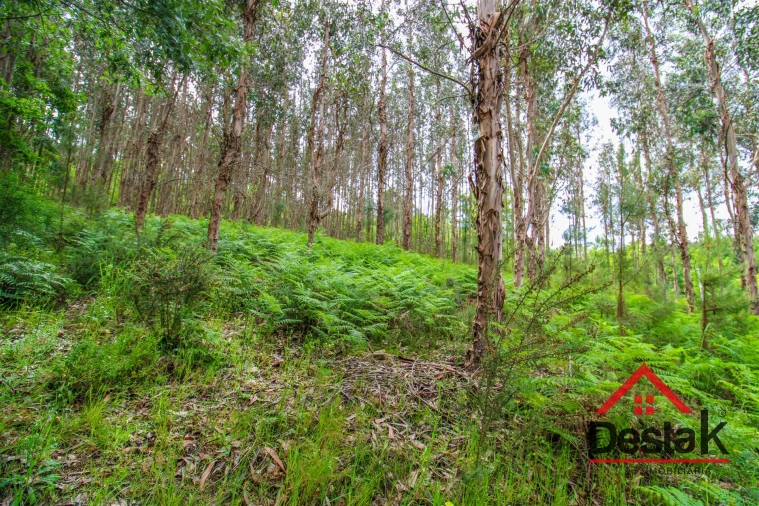 Terreno Agricola ou Rústico para Venda em São Pedro do Sul, Várzea e Baiões Foto 6