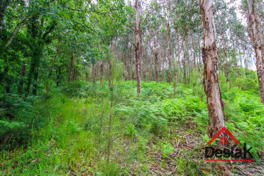 Terreno Agricola ou Rústico para Venda em São Pedro do Sul, Várzea e Baiões Foto 2