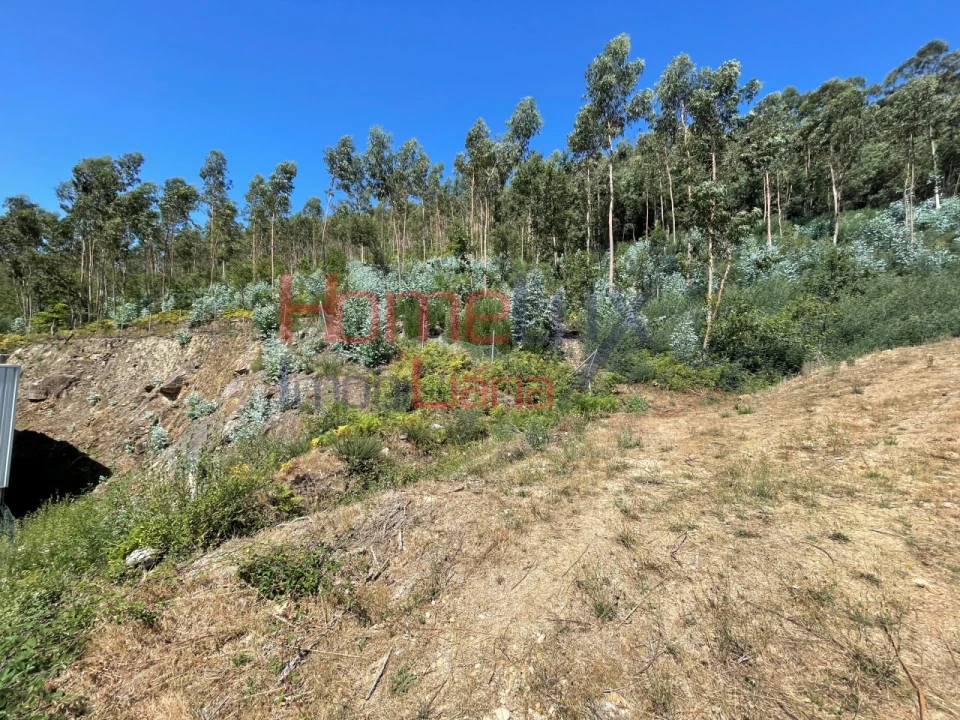 Terreno Agricola ou Rústico para Venda em Macieira de Cambra Foto 6
