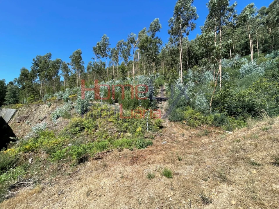 Terreno Agricola ou Rústico para Venda em Macieira de Cambra Foto 7