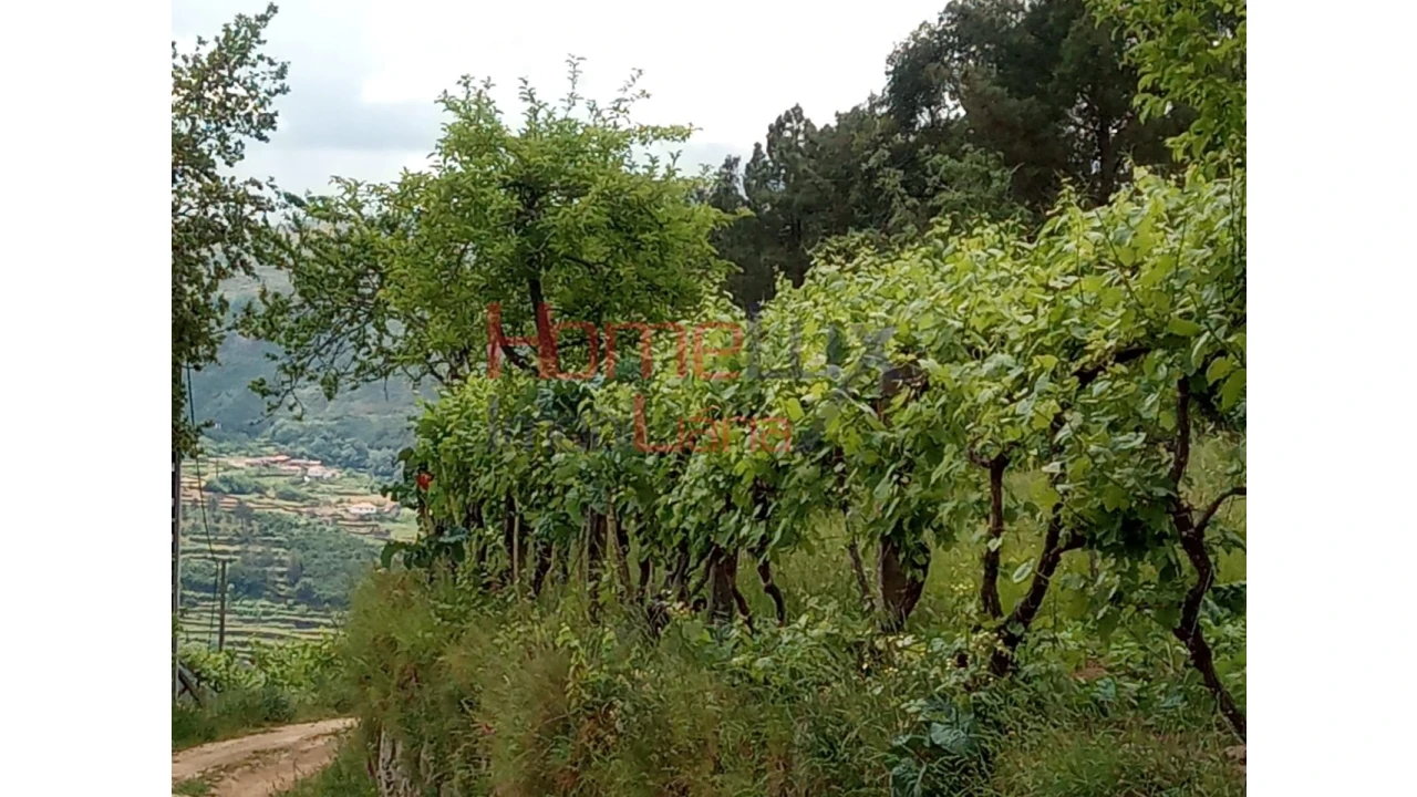 Terreno para Venda em São Cipriano Foto 11
