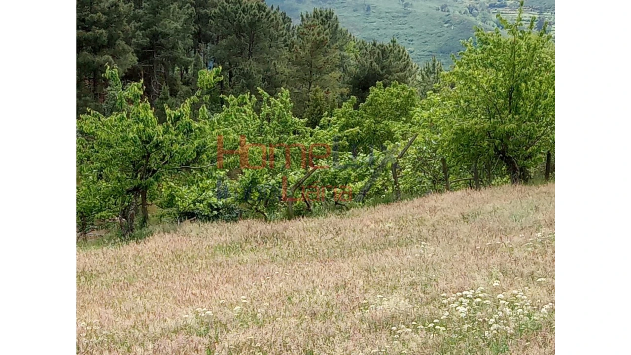 Terreno para Venda em São Cipriano Foto 22