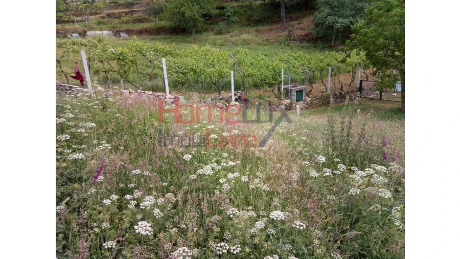 Terreno para Venda em São Cipriano Foto 6
