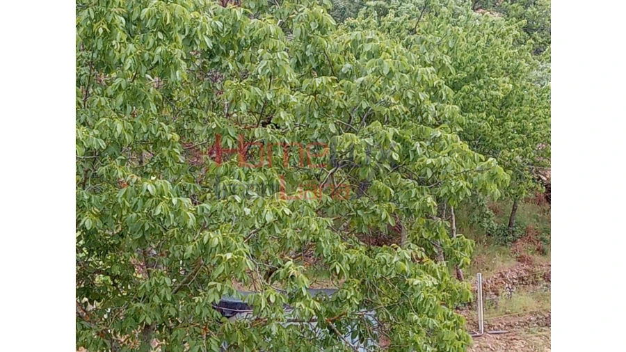Terreno para Venda em São Cipriano Foto 14