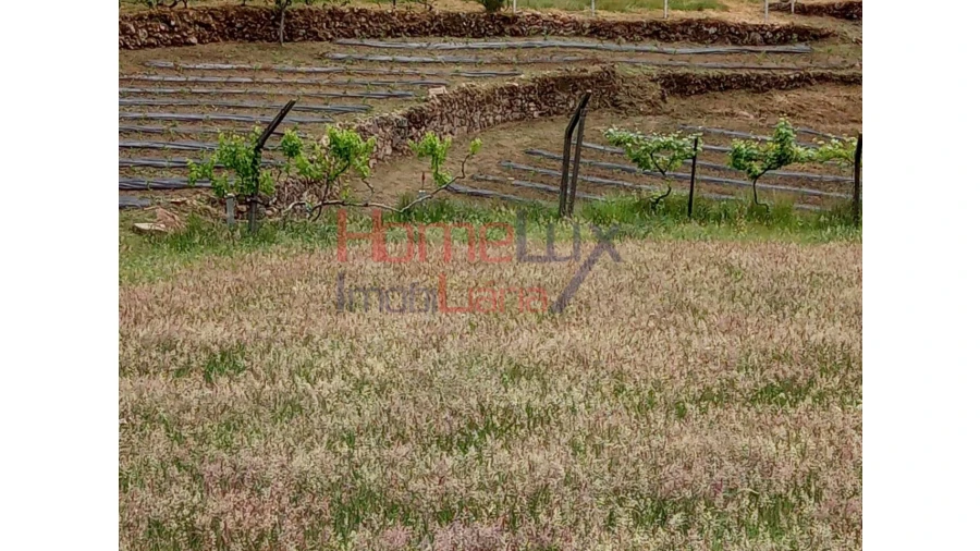Terreno para Venda em São Cipriano Foto 20
