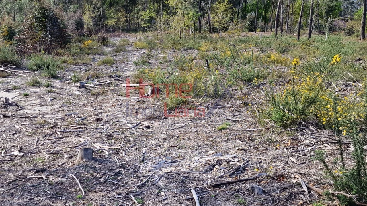 Terreno Agricola ou Rústico para Venda em Castelões Foto 4