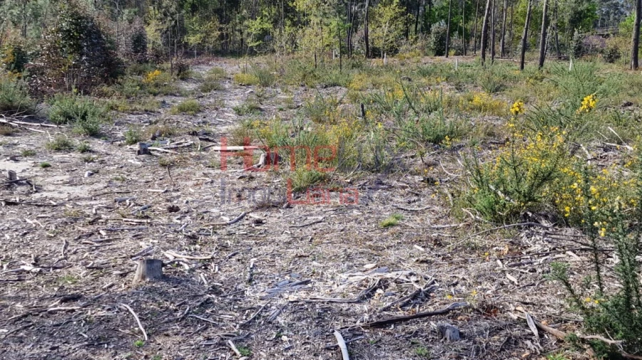 Terreno Agricola ou Rústico para Venda em Castelões Foto 4