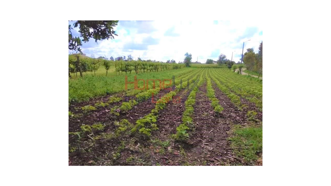 Terreno para Venda em Travassô e Óis da Ribeira Foto 3