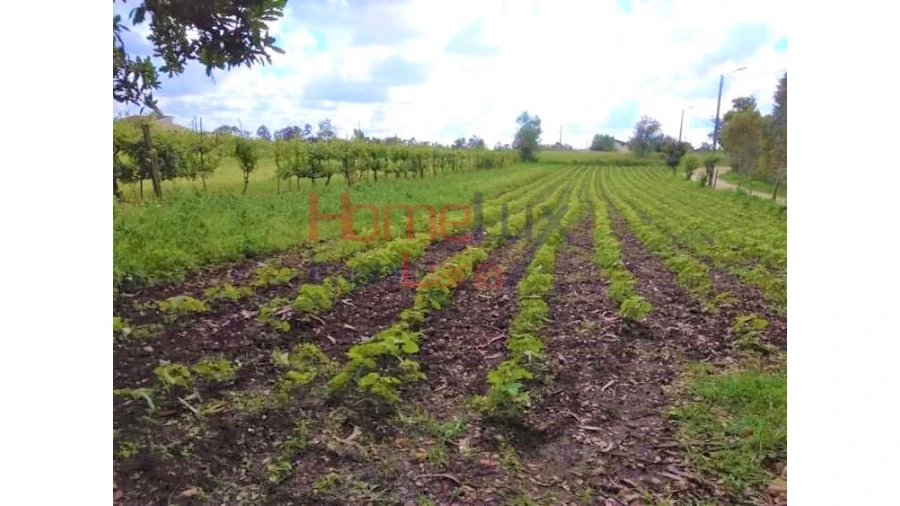 Terreno para Venda em Travassô e Óis da Ribeira Foto 3