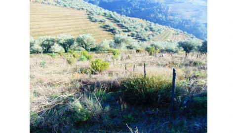 Terreno para Venda em Abaças