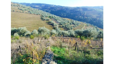 Terreno para Venda em Abaças