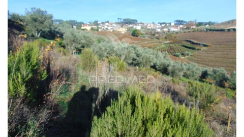 Terreno para Venda em Abaças