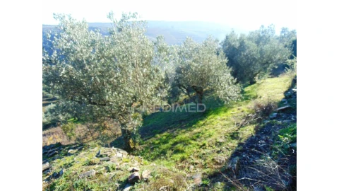Terreno para Venda em Abaças