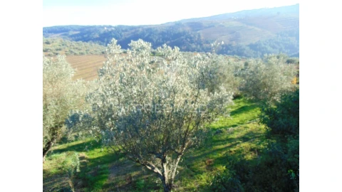 Terreno para Venda em Abaças